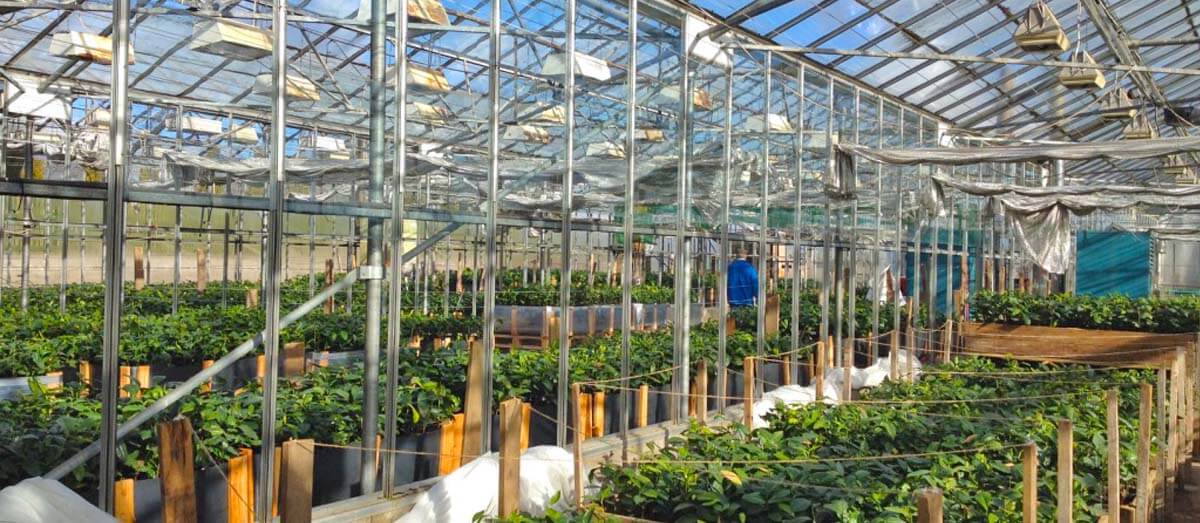 large green houses