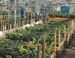 commercial growing