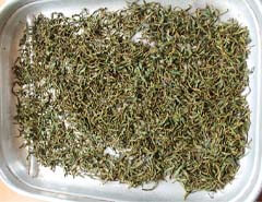 withering tea leaves