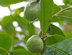 green tea seed