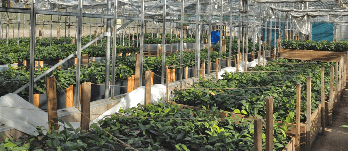 tea seed in field trials in Scotland