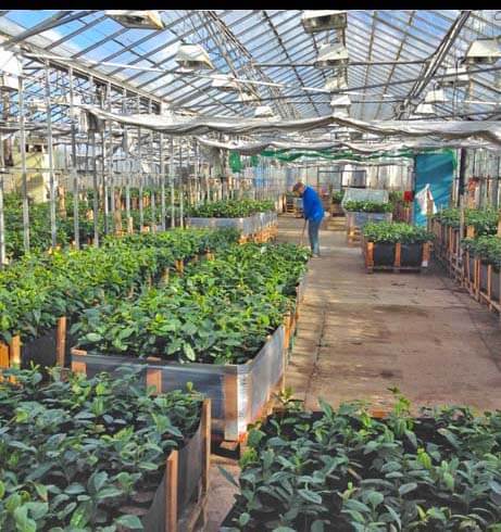 planting tea