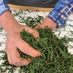 instagram page of stmartinstea
