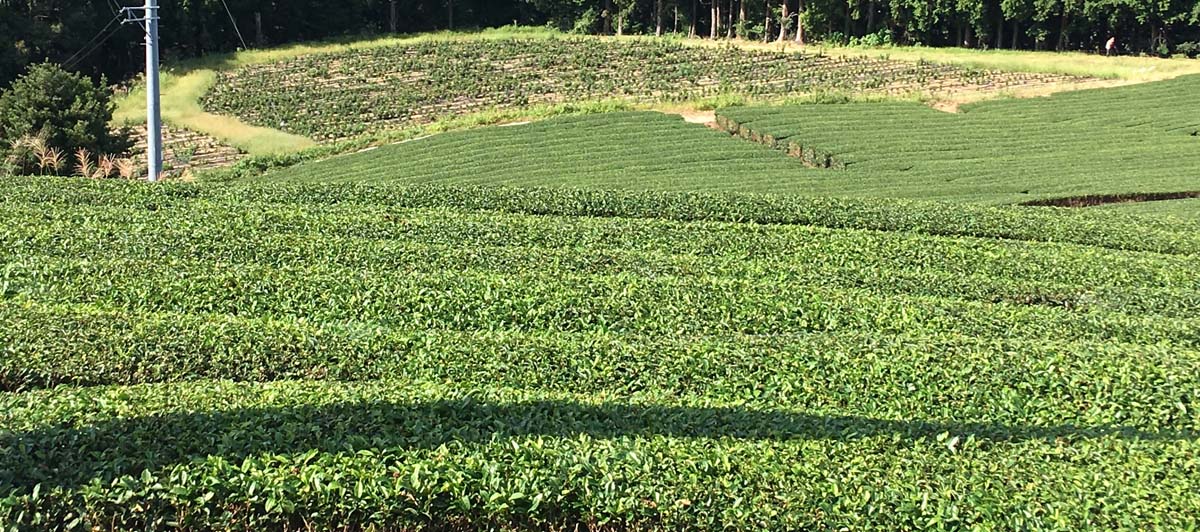 transport tea plants