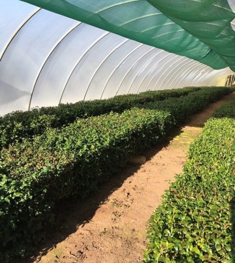 tea plants inside at Kinnettles