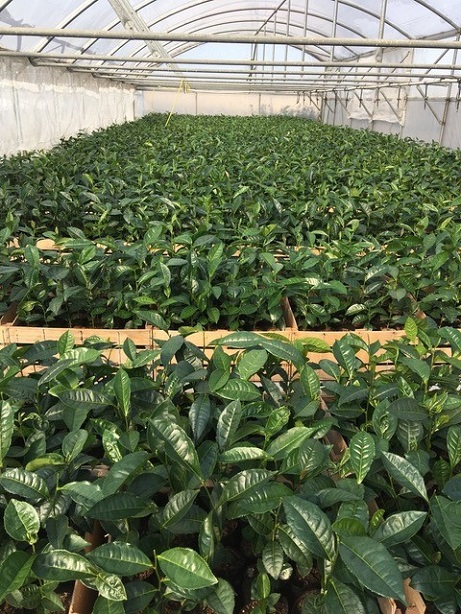 tea plants for sale at Kinnettles