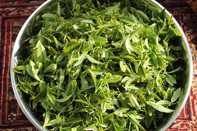 leaf from tea bush