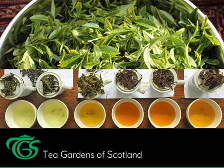 learning about tea growing, processing and making
