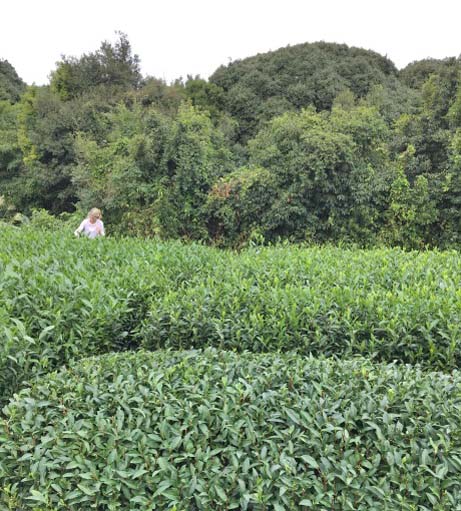 Plucing tea in the field
