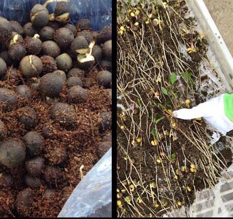 Tap root from tea seed