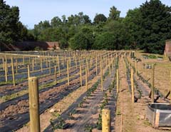 rows of tea bushes