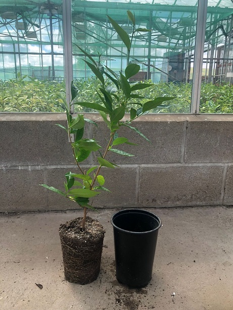 tea plant