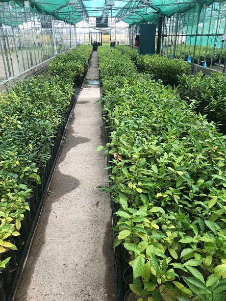 tea plants for sale
