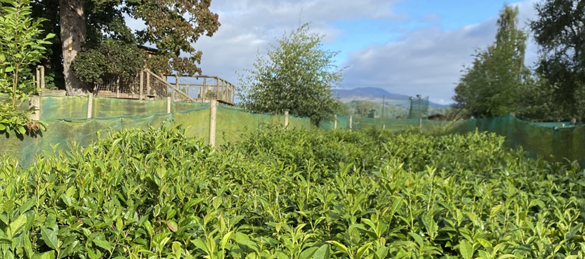 Tea grown in Scotland