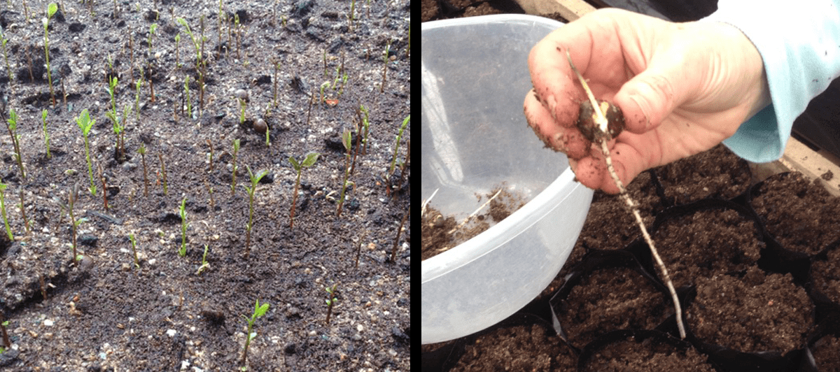 seeds and tap roots of tea plants