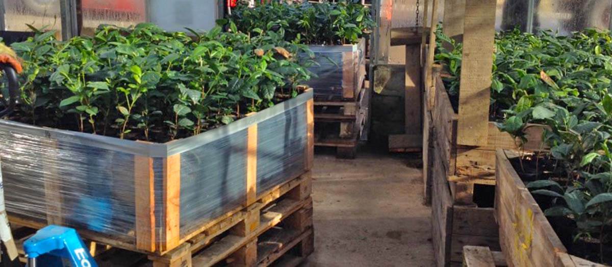 transport tea plants