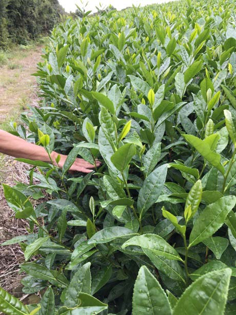 tea bushes in Japan
