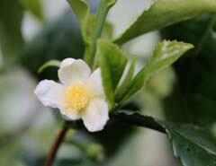 Tea flower