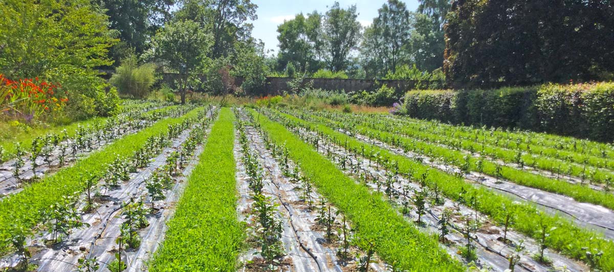 Scottish tea growing in fife