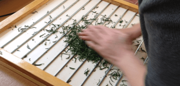 tea making in Scotland
