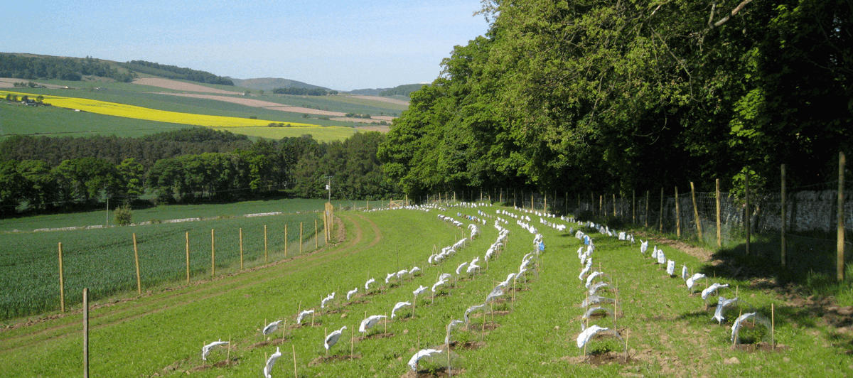 tea bushes in field trials in Scotland