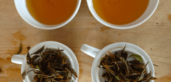 tea tasting