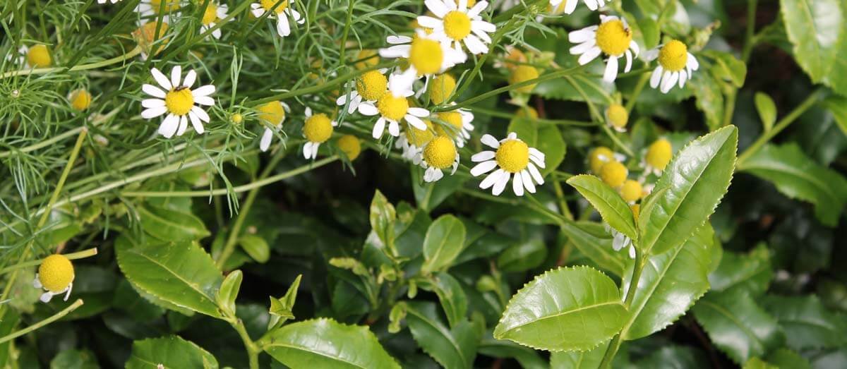 tea growing with camomile