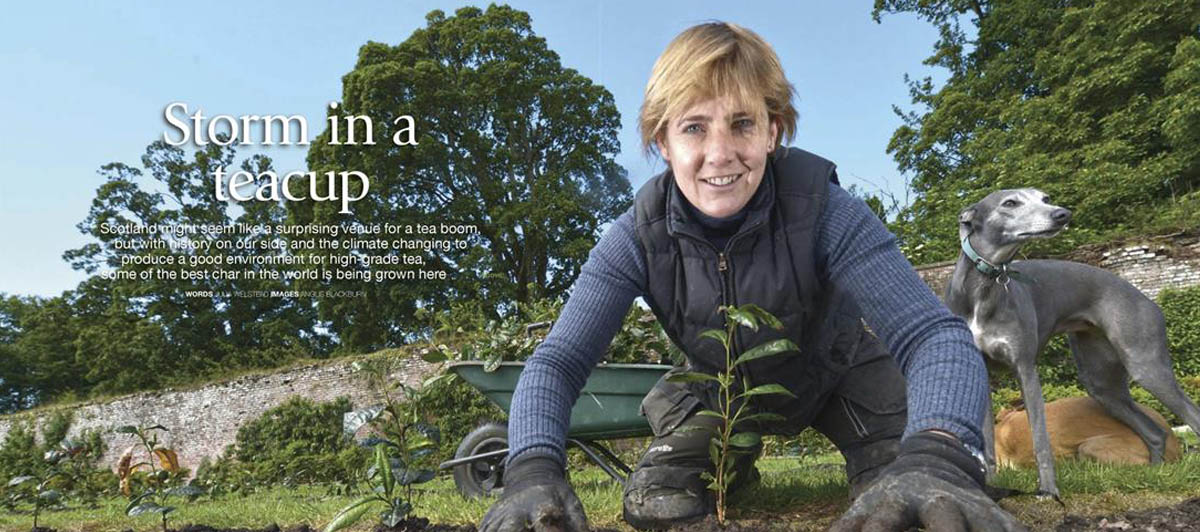 Tea gardens of Scotland in the press