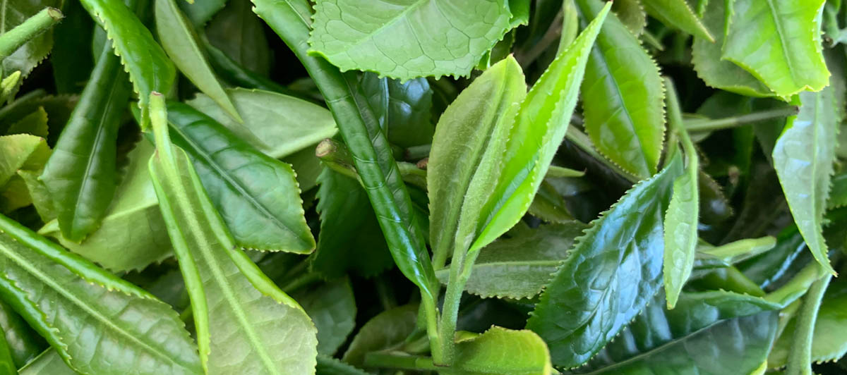 Tea Growing trials in Scotland