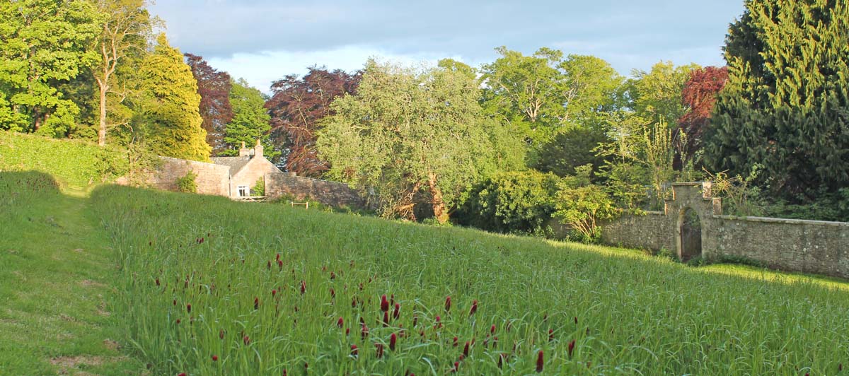 clover for nitrogeon before planting tea in Scotland