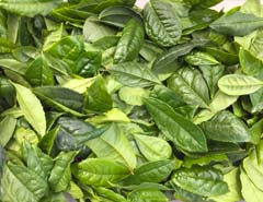 All about tea