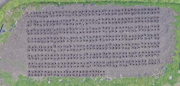 Tea planting