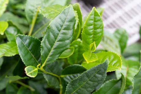 tea plants