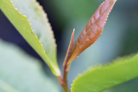 green tea leaf