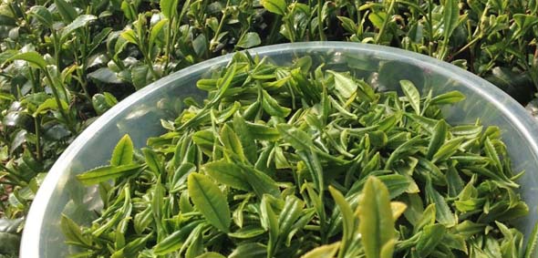 Scottish Tea making