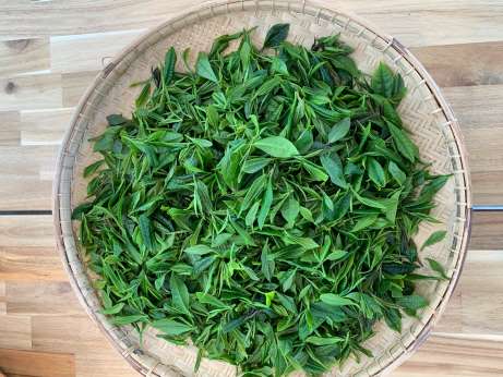 picked tea leaves