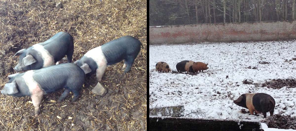 piggies clearing walled garden