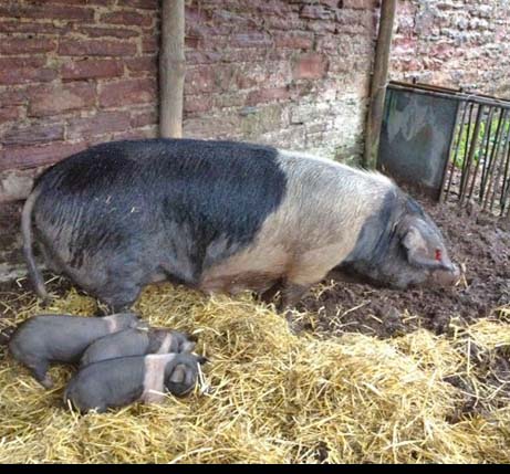 clearing the ground with pigs