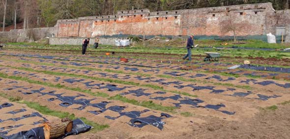 Tea planting