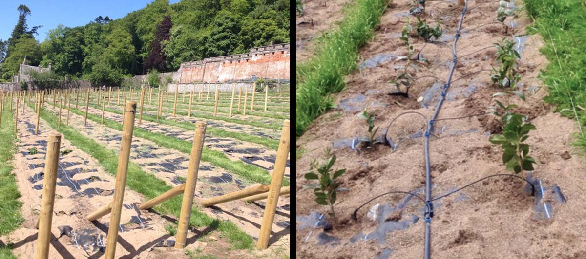 preparation irrigation