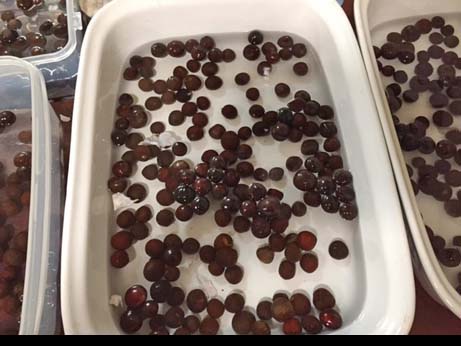 washing seed