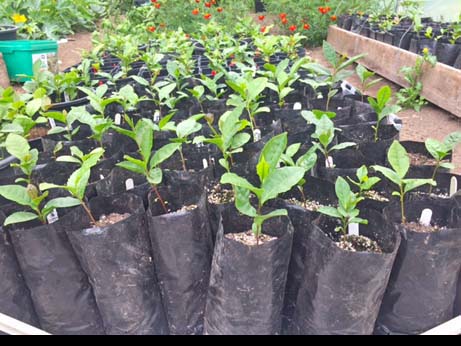 seedlings
