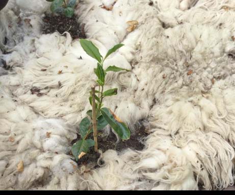 sheeps wool anti frost