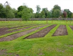 tea beds for planting