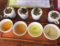 withering tea leaves