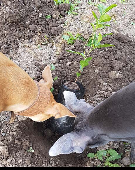 tea plant inspection