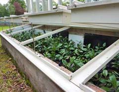 tea plants cold frame