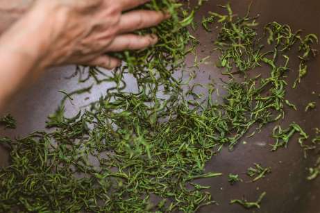 learning about tea making