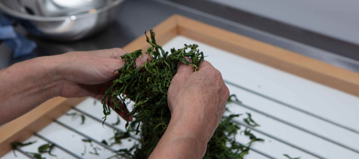 teaching tea making