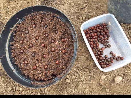 tea seed